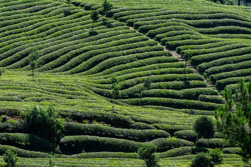Celestial Tea Blends
